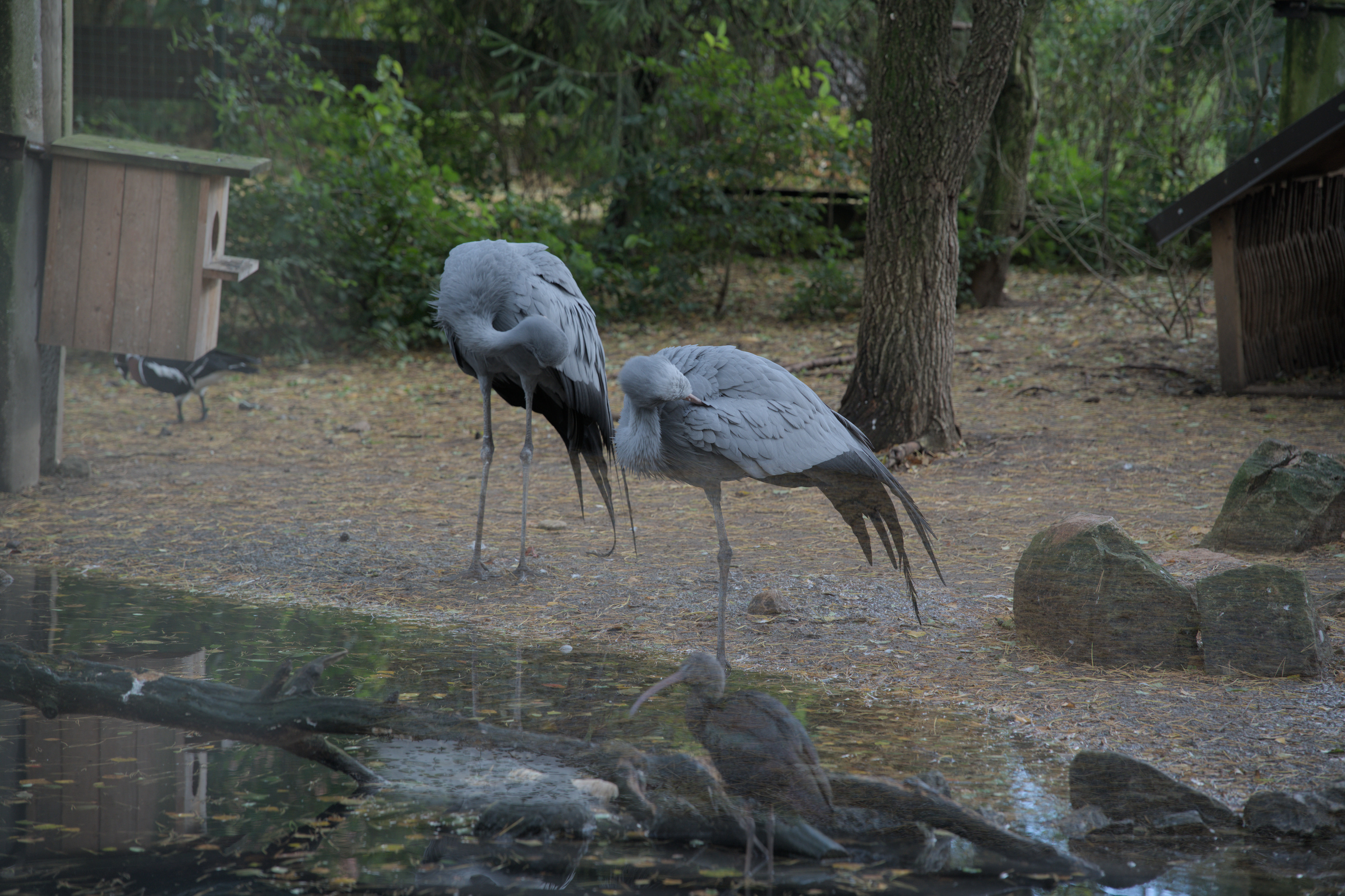 2025/10/12 - zoo/DSC_0031.jpg